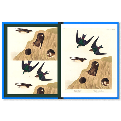 Birds