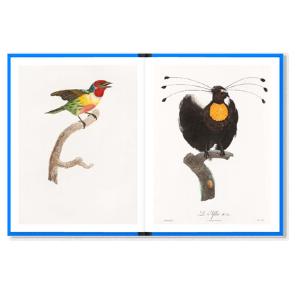 Birds